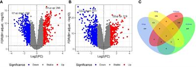 The upregulation of CLGN in hepatocellular carcinoma is potentially regulated by hsa-miR-194-3p and associated with patient progression